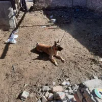 سگ مالینویز