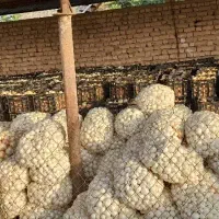 بذر پیاز
