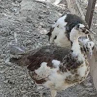 طاووس|پرنده|مشکین‌دشت, |دیوار