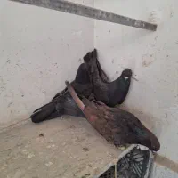 کبوتر