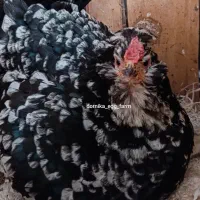 تخم نطفه دار گلین ریشی و چهل تاج|حیوانات مزرعه|بهبهان, |دیوار