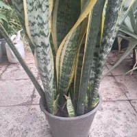 سانسوریا ابلق