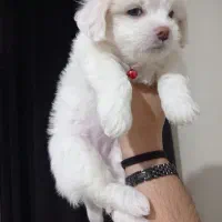 توله شیتزو و چاوچاو