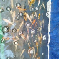 ماهی سرقلابی،ماهیگیری