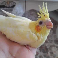 جوجه عروس ۲۳روزه