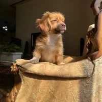 سگ گمشده پیکینیز