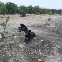 سگ قدریجونی لاس