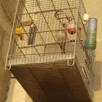 سهره|پرنده|تهران, دارآباد|دیوار