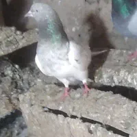 باش سپه