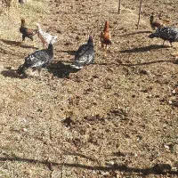 حراج فوری فوری لاری