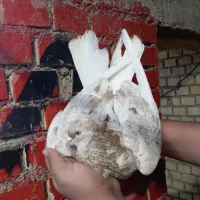 کبوتر نر کوهی کرم عتیقه