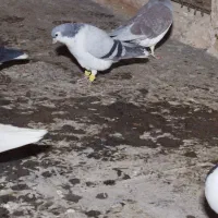 شیر سبز،شیر مگسی،تاقدوم ایدی|پرنده|فیروزه, |دیوار