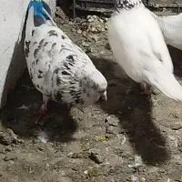 چند تا کبوتر تهرانی