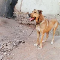 ماده ساری|سگ|ترکمانچای, |دیوار