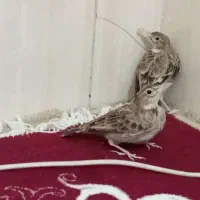 دو عدد سهره خاکی نر