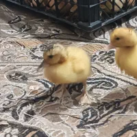 جوجه‌اردک