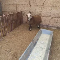 بره نر دورگ لاکن|حیوانات مزرعه|مهریز, |دیوار