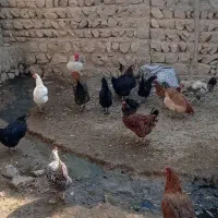 مرغ محلی تخم گذار