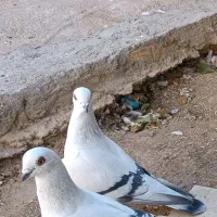 کبوتر شامی جنت شهر