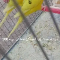 دو جفت مرغ عشق رینبو|پرنده|زاهدان, |دیوار