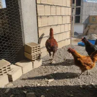 فروش خروس لاری