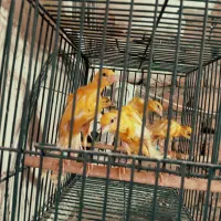 قناری جیبر جیبوس|پرنده|مشهد, هدایت|دیوار