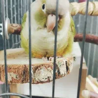 طوطی گرینچیک