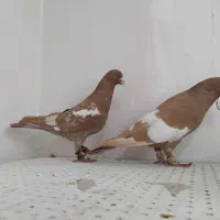 سه رگ افغانی|پرنده|مشهد, وکیل‌آباد|دیوار