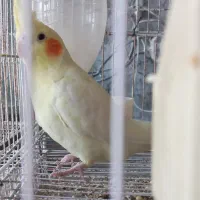 عروس هلندی کوتوله