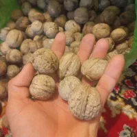 گردو