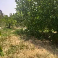 فروش باغ گردو 10کیلومتری سپیدان|فروش زمین و ملک کلنگی|کنار تخته و کمار, |دیوار