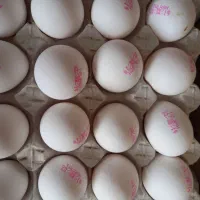 کارگر آقاشیفت شب ترجیحا اتباع