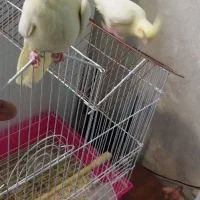 عروس هلندی|پرنده|آبیک, |دیوار