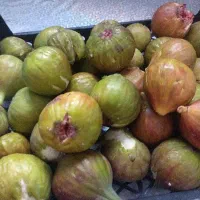 انجیر ژاپنی شیرین