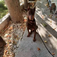 سگ دوبرمن اصلی