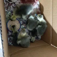 6عدد جوجه غاز|حیوانات مزرعه|قائم‌شهر, |دیوار