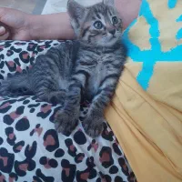 گربه