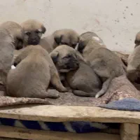 سگ ماده سرابی اصیل|سگ|محمدشهر, ولدآباد|دیوار