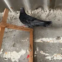 کفتر کبوتر|پرنده|قشم, |دیوار