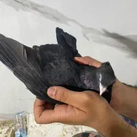 جوجه ابادانی