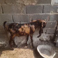 بز کهره دار ابستن