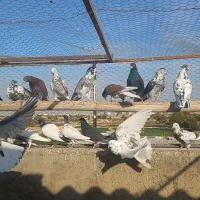 بوم کبوتر تهرونی برای گرو|پرنده|اصفهان, طاحونه|دیوار