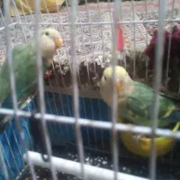 طوطی برزیلی دو جفت جوان