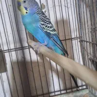 مرغ عشق خوش رنگ