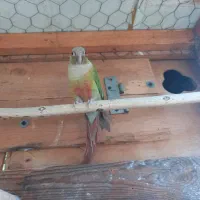 گرینچیک نر|پرنده|بندرعباس, |دیوار