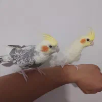 جفت عروس هلندی نیمه دستی