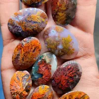 10نگین شجر گل اناری