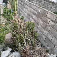 فروش نخل طبیعی پر از ریشه