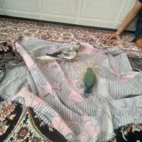 گم شده|پرنده|ملایر, |دیوار