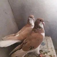 کبوتر سده هفرنگ و طوقی زرد خالدار و دوتا نرگسی|پرنده|سبزوار, قصبه غربی|دیوار